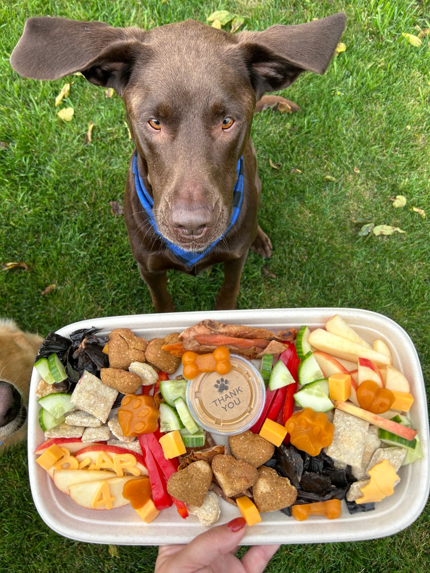 Treat Tray