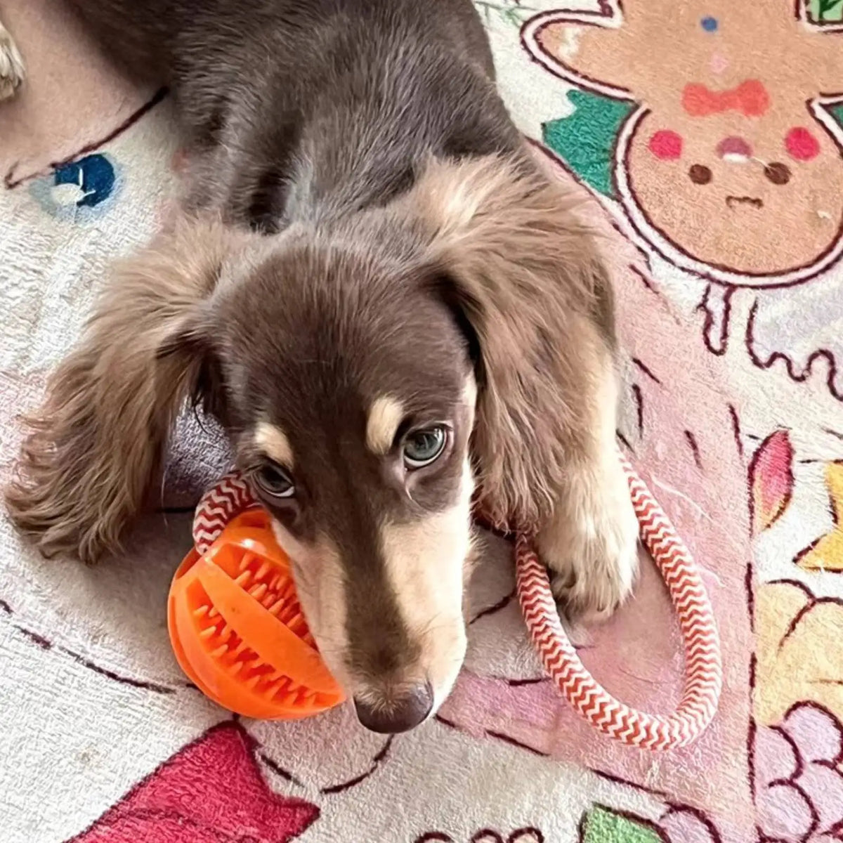 Ball Treat Dispenser Rope Toy