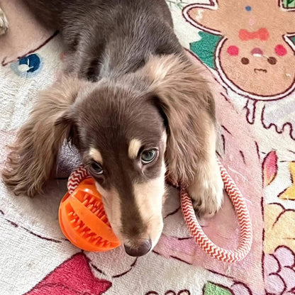 Ball Treat Dispenser Rope Toy