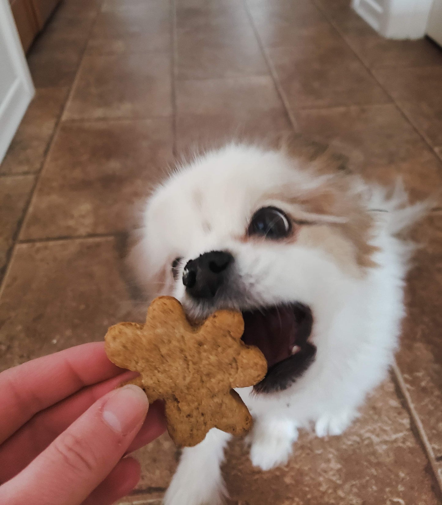 Bark Bites